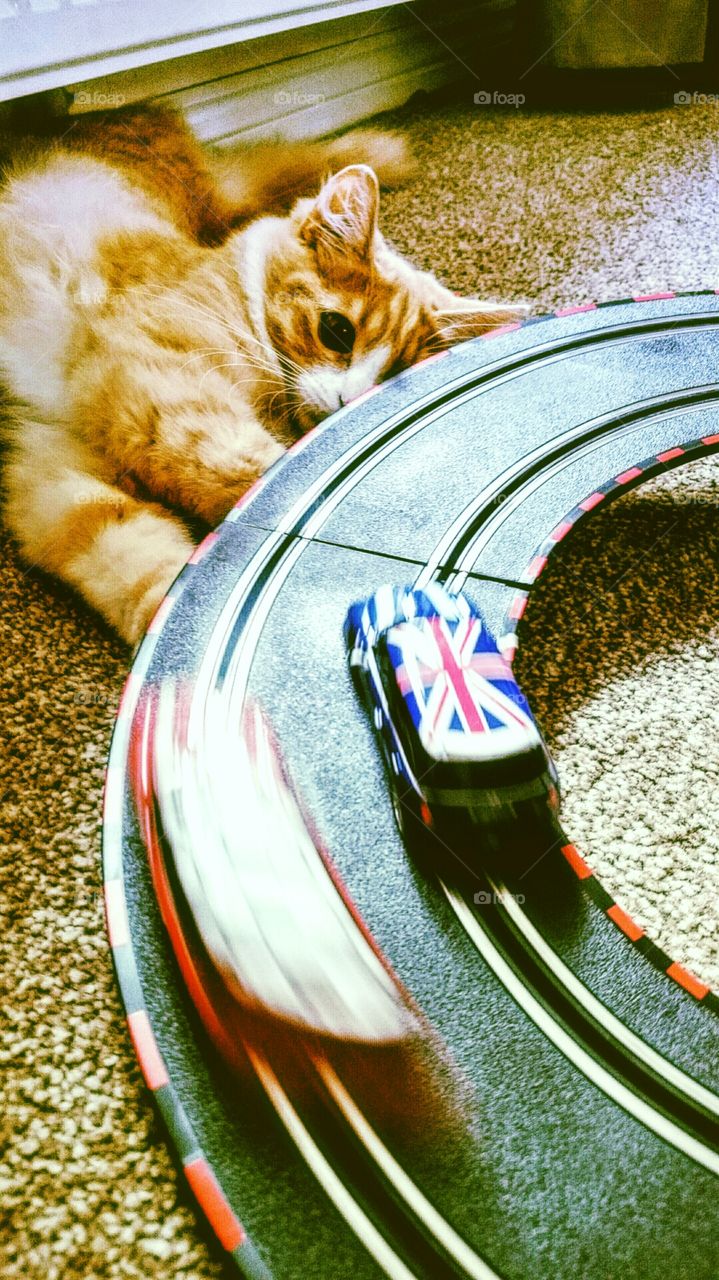 cats eye on track. sunny loves watching car racing
