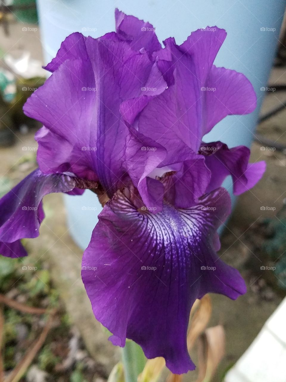 Double Bearded Iris