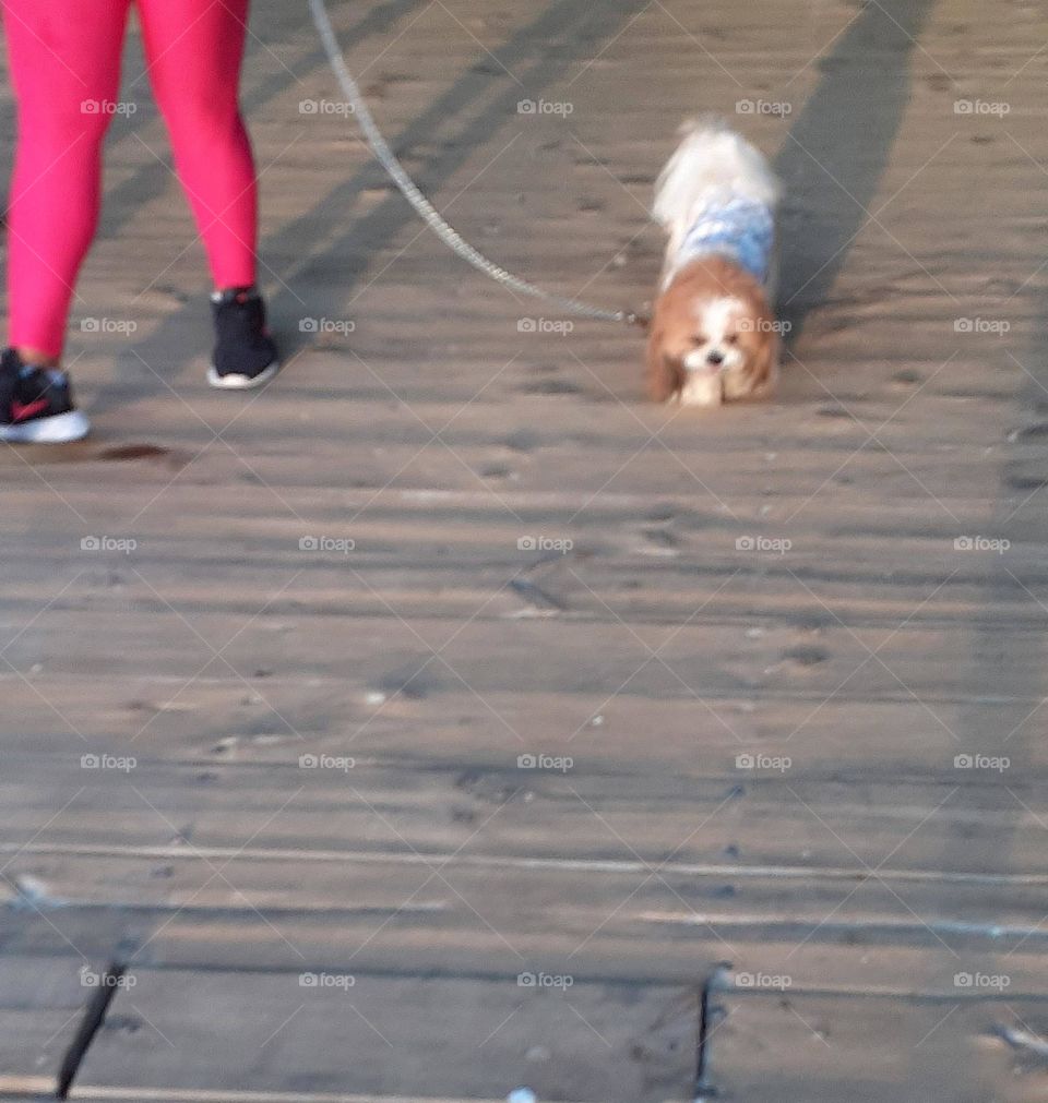 paseo con el perro pequeño