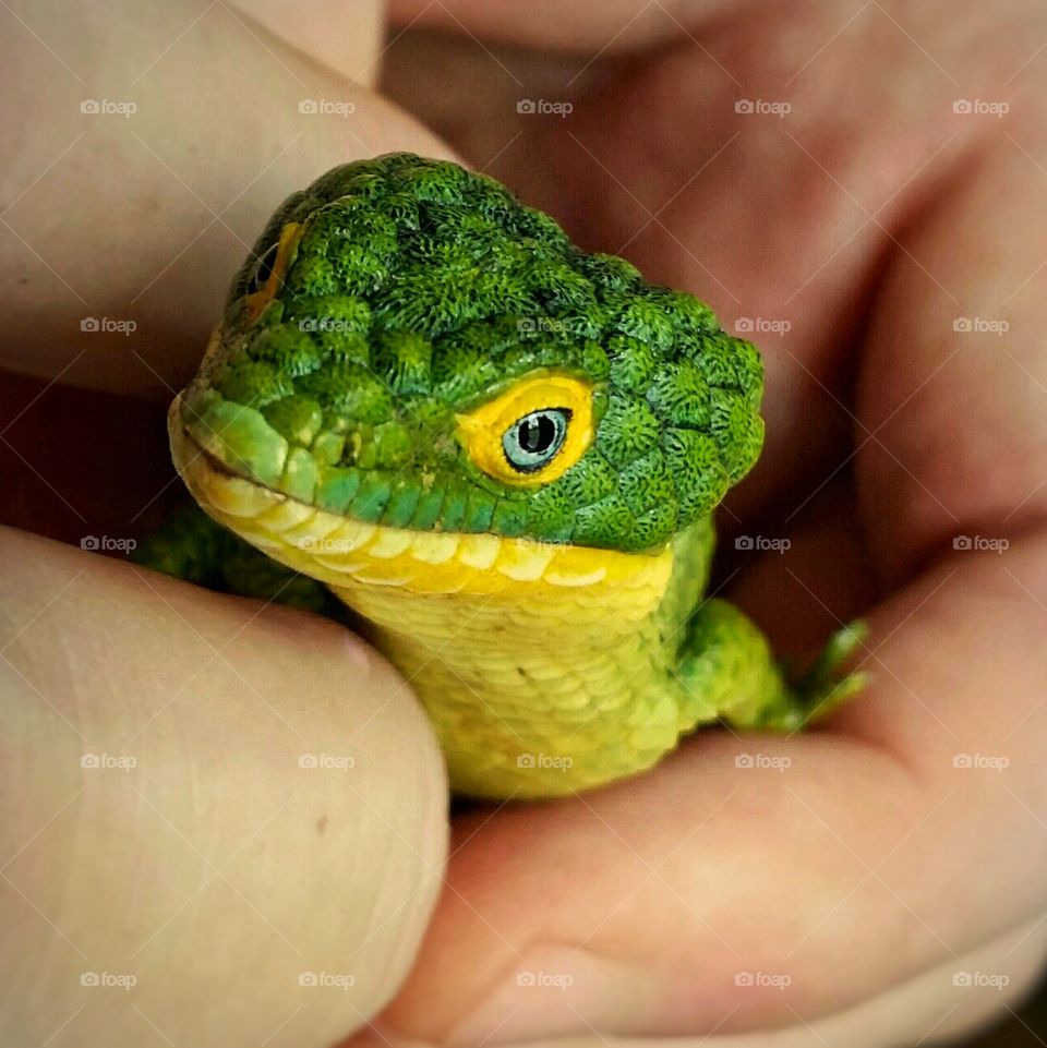 Aborial Alligator Lizard