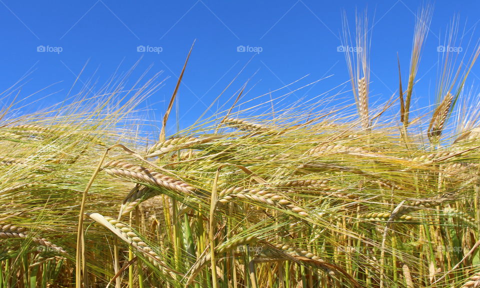 Farmers wheat field