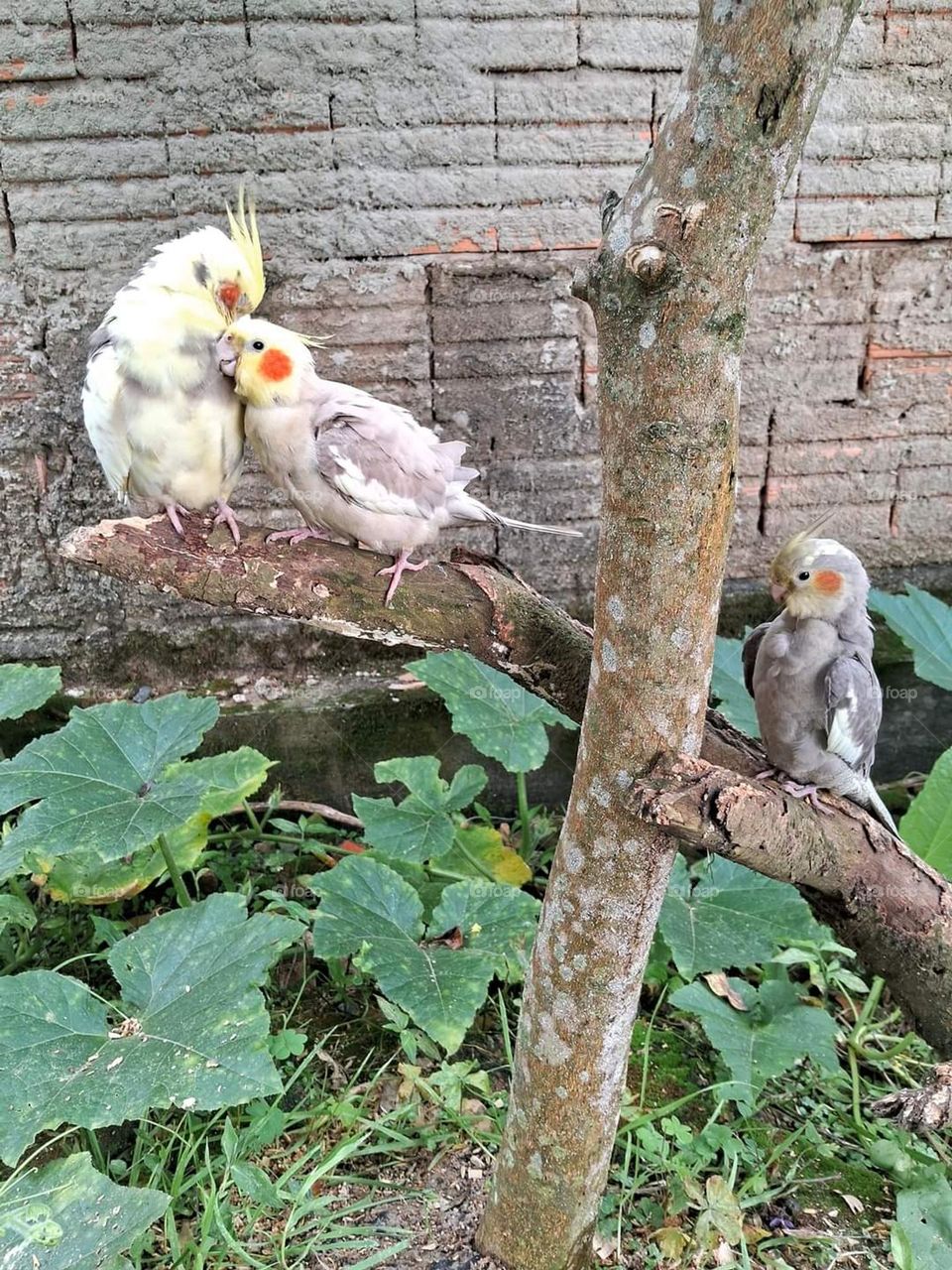 cockatiel couple in the tree