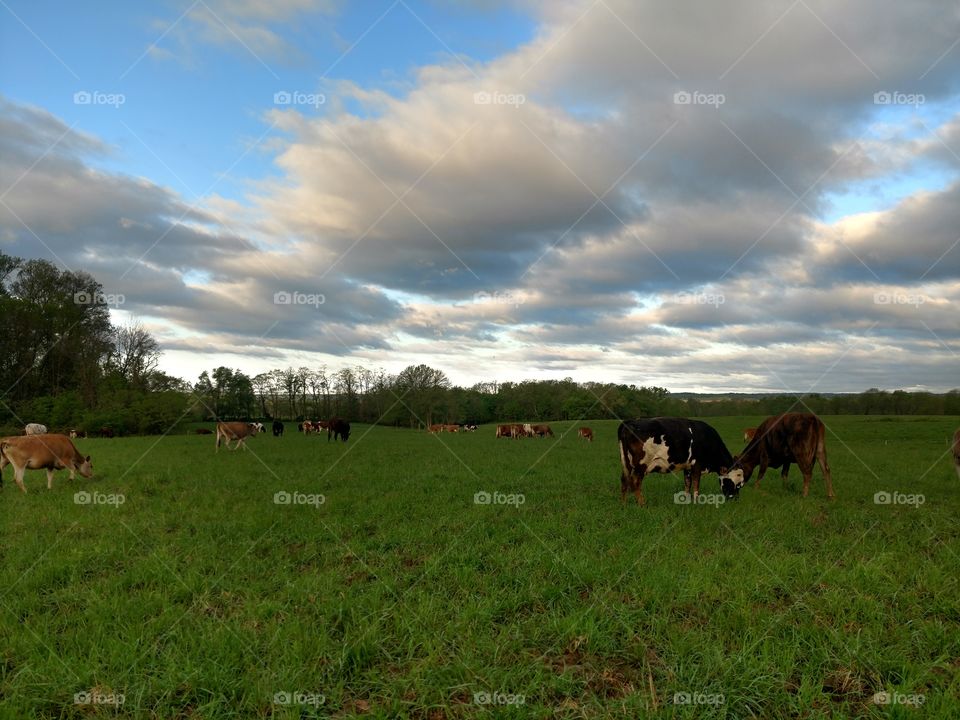 Cattle, Agriculture, Livestock, Cow, Pastoral