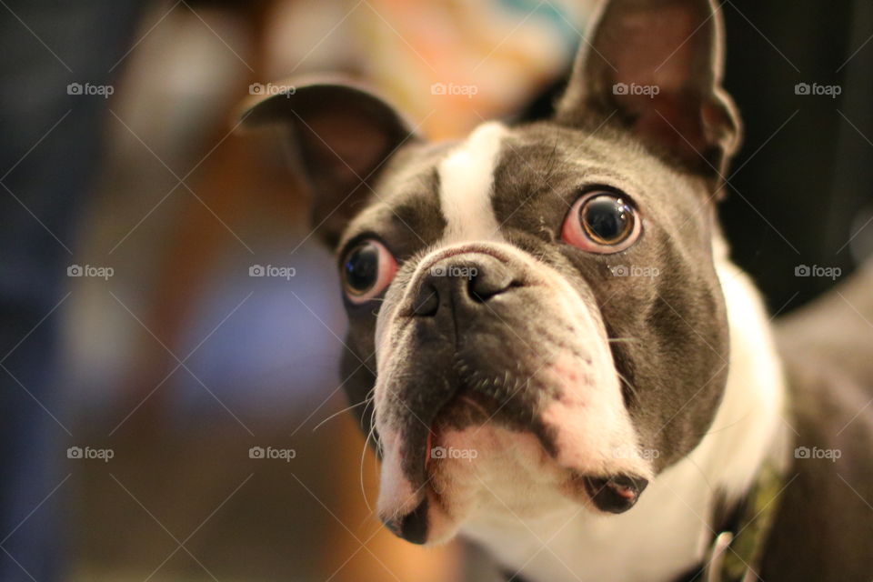 Boston Terrier Blue Bruno 2