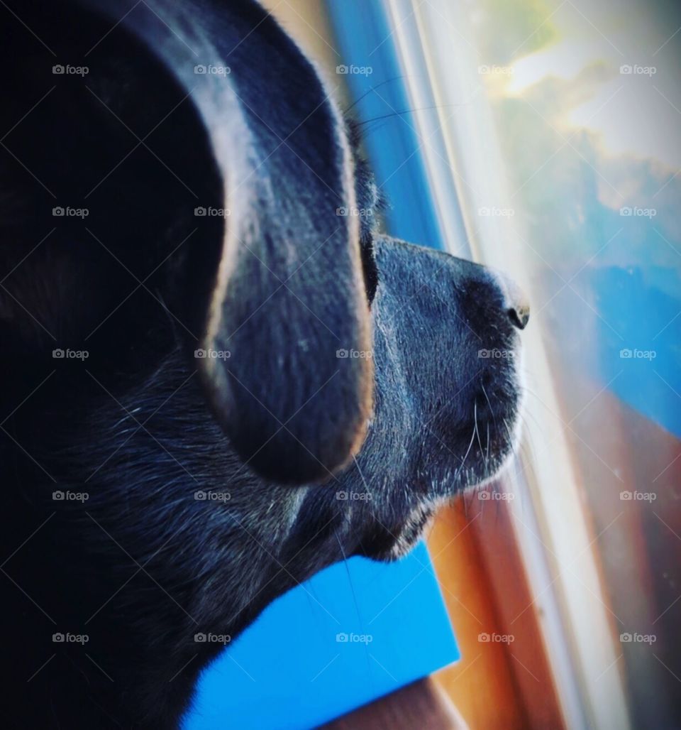 Dog window
