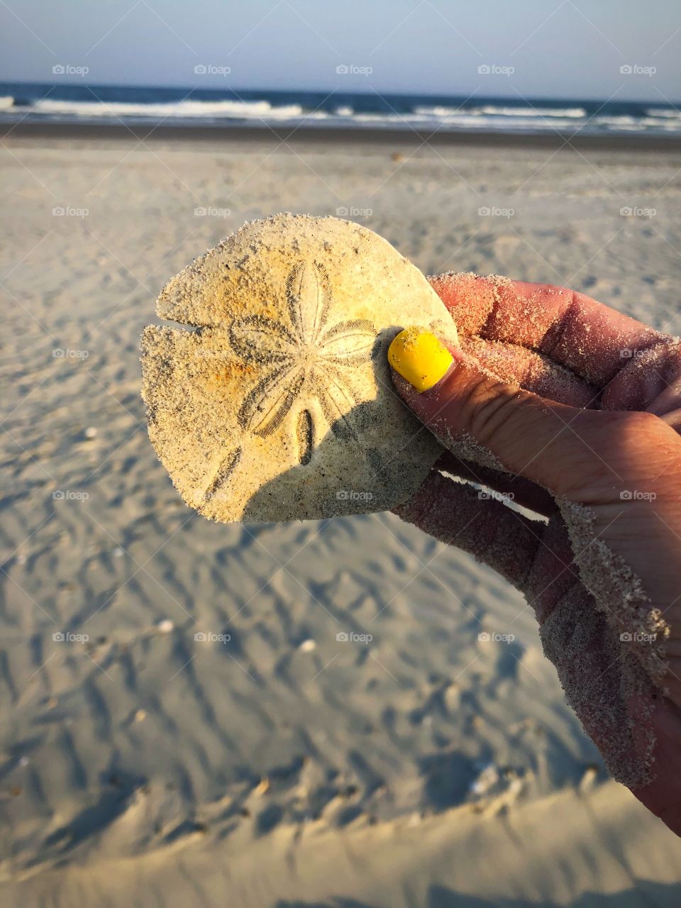 A hobby that never gets old shelling! Especially searching for sand dollars!!!