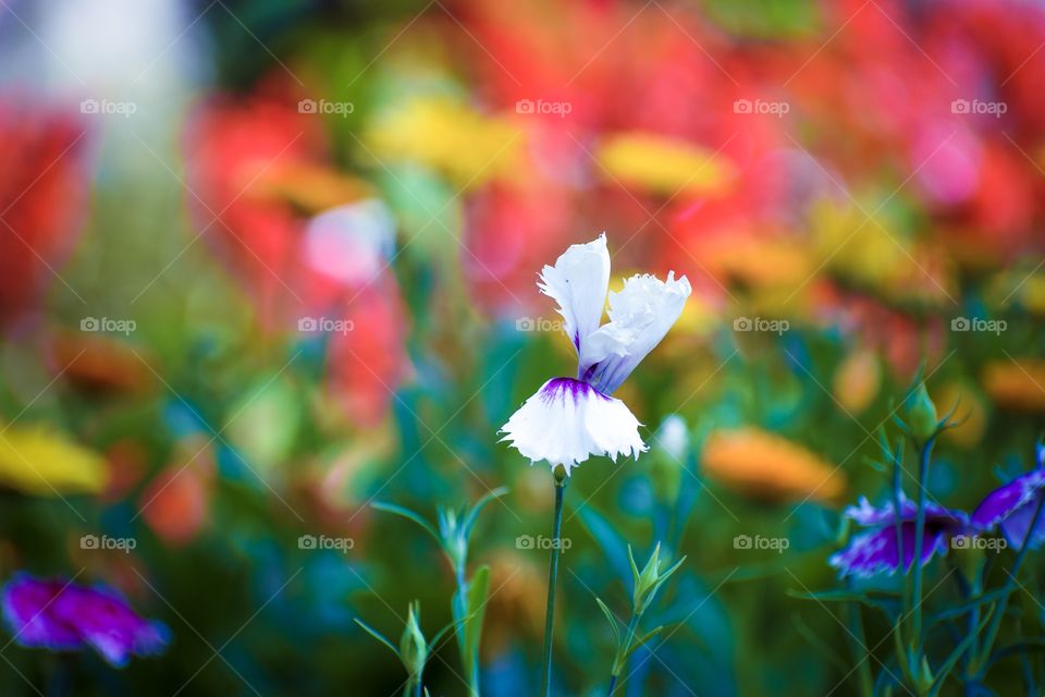 Flower, Nature, Garden, Flora, Field