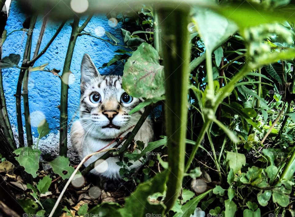 El gato de la selva 