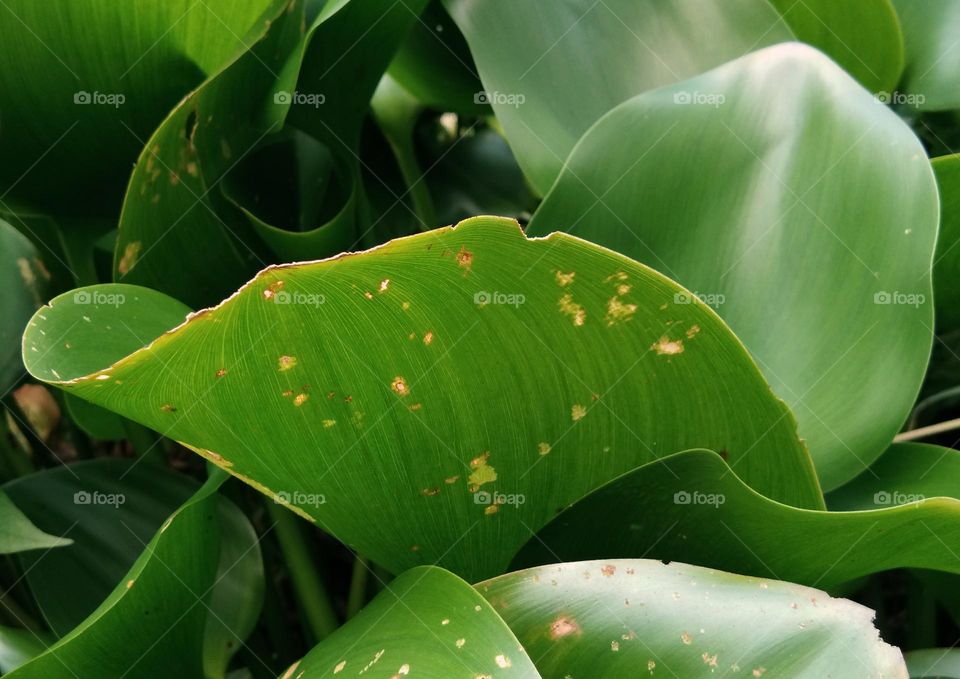 closeup of leaves