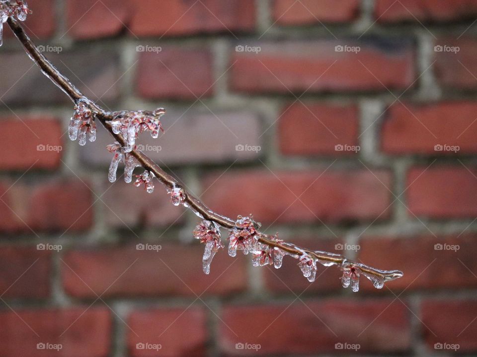 Frosted branch with buds in spring