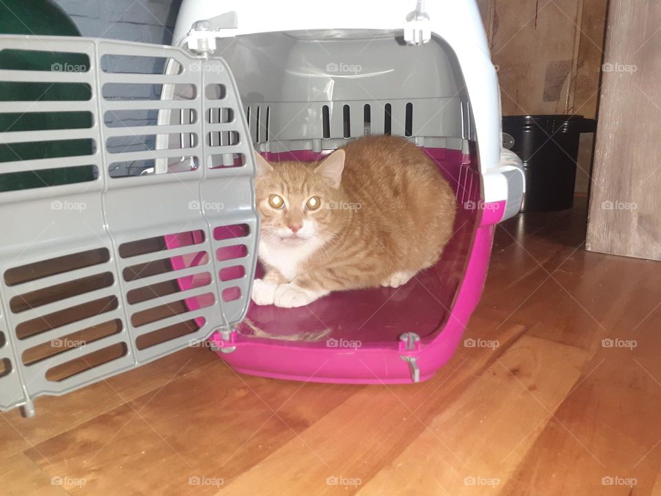 Red tom in his new home Doerak.