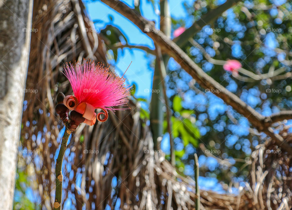 Caroline flower in Cuba