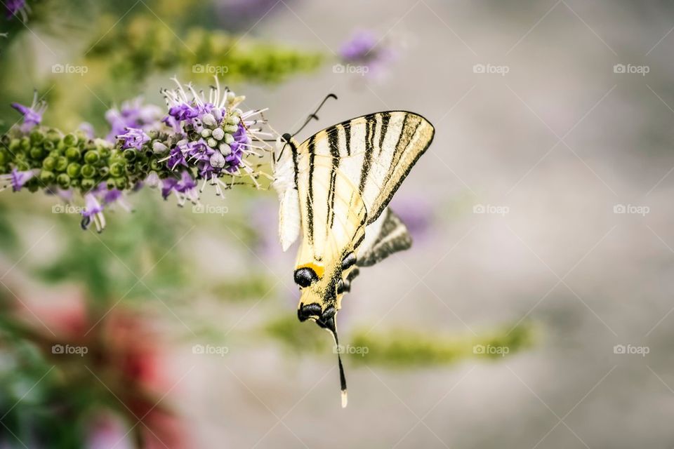 Butterfly in flower