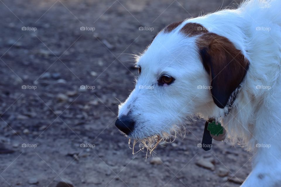 Beautiful happy mixed breed dog enjoying summer evening in nature 