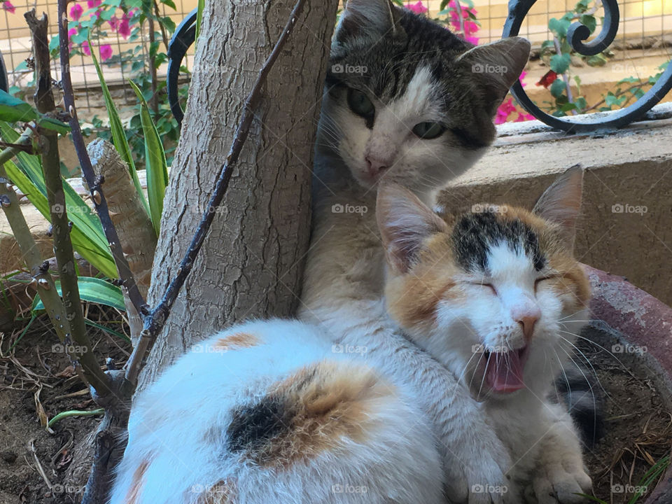 Close-up of cat family