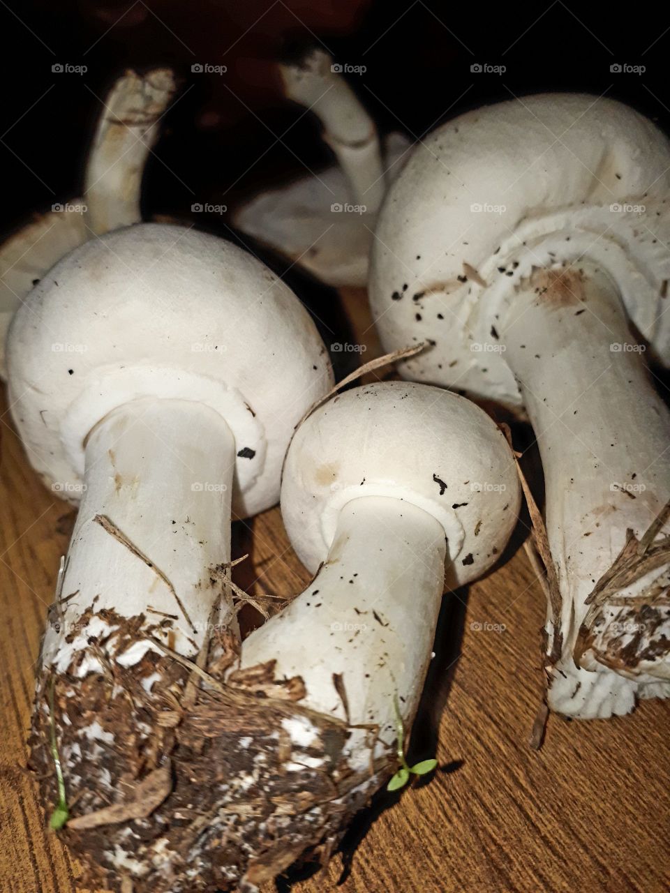 agaricus arvensis - pravi poljski šampinjon