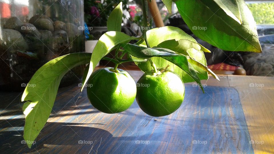 Citrus inside