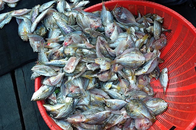 salty fish