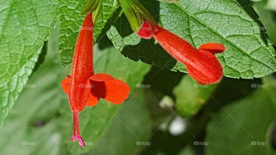 No Person, Leaf, Nature, Flower, Flora