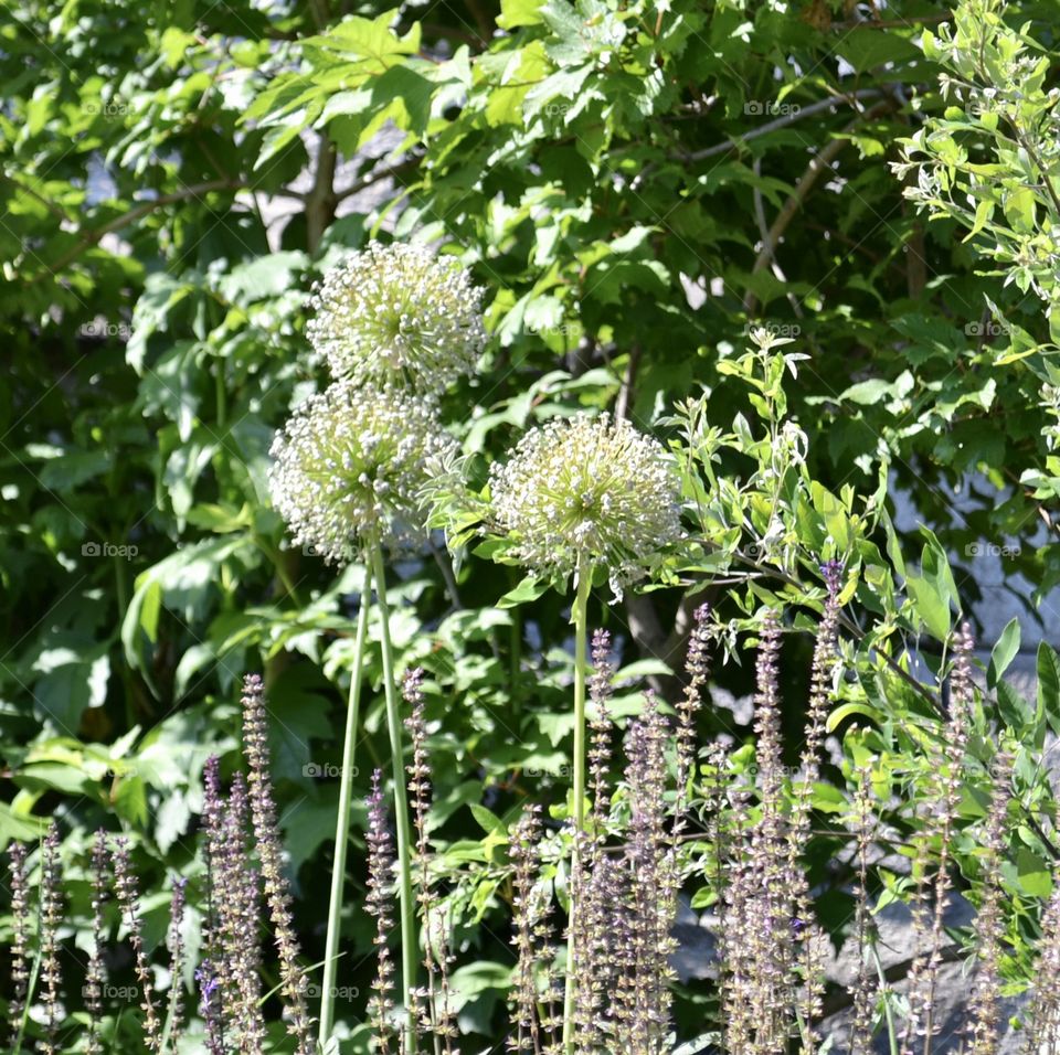 Pretty yellowish fluffy wildflowers mixed with purple flowers and greenery