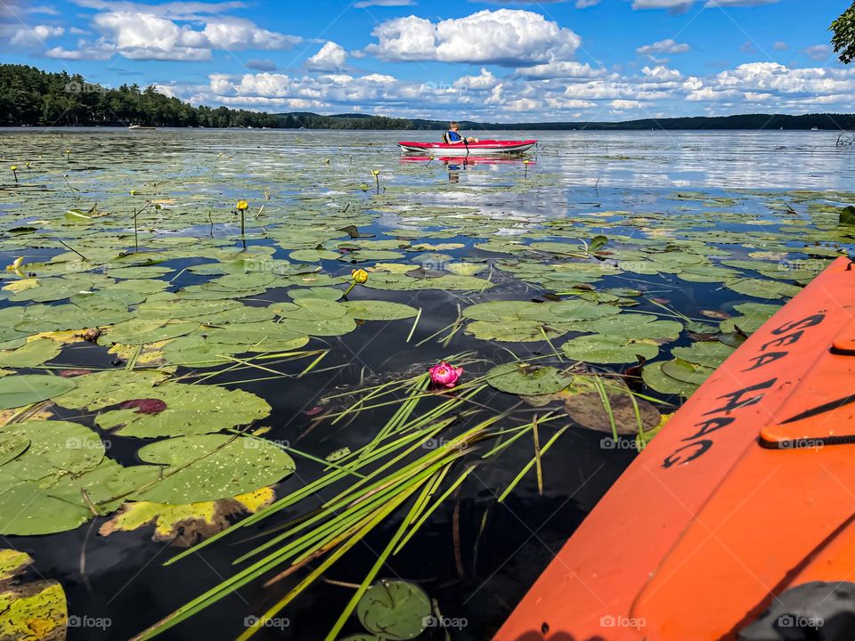 A Sea of Lily Pads.  Kayaking on a beautiful late summer day on a lake full of aquatic plants.