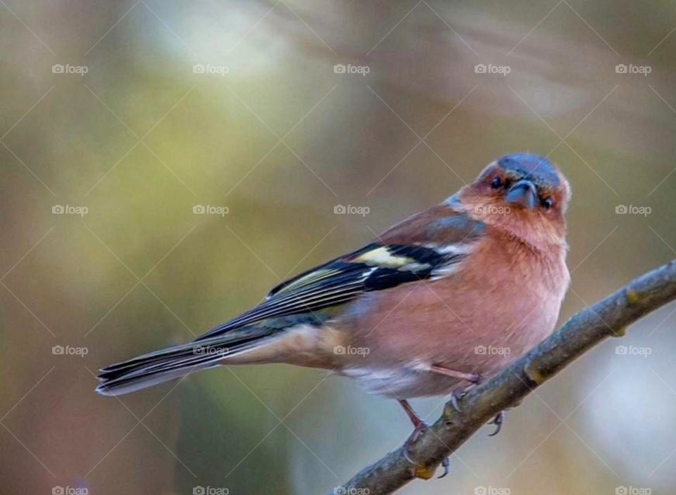 A small bird's song can fill the largest heart with wonder