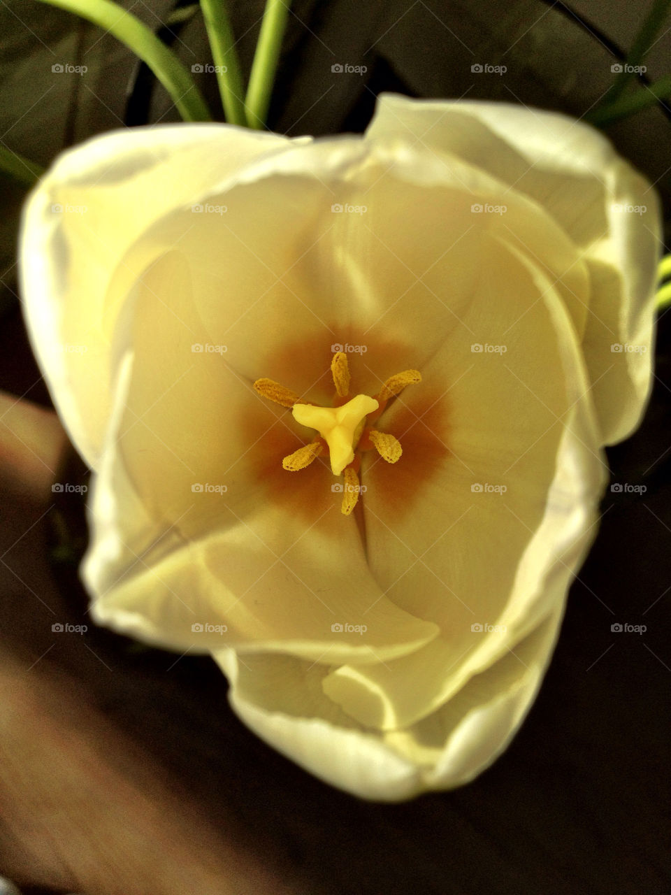 sweden yellow nature flower by alexnybom