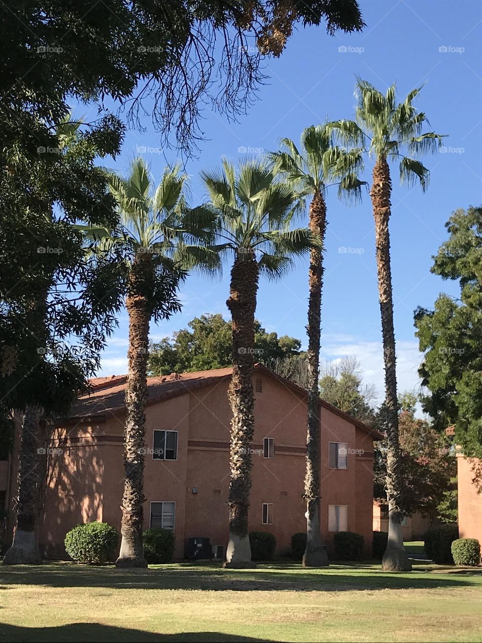 4 Tall palm trees in the apartment complex. They add a tropical feeling to the atmosphere.