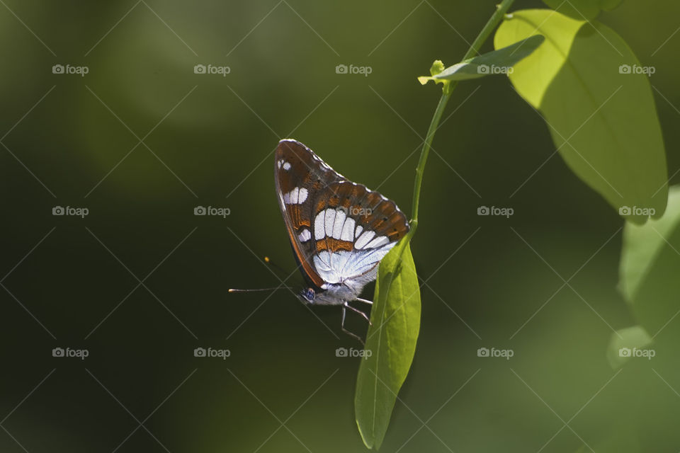 Butterfly on leaf