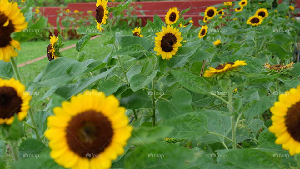 Sunflower field