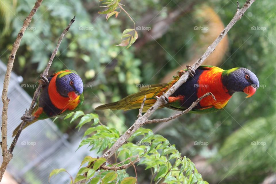 Pair of Lorakeets