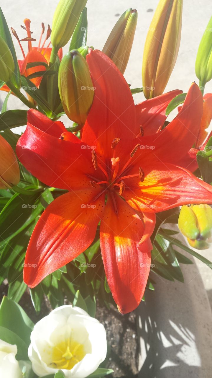 Tiger Lilly