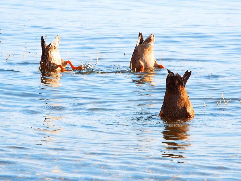 Three ducks with heads underwater and feet paddling while feeding in early morning on lake winnipesaukee 
