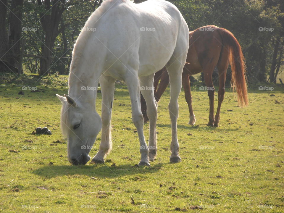 White Horse Eating