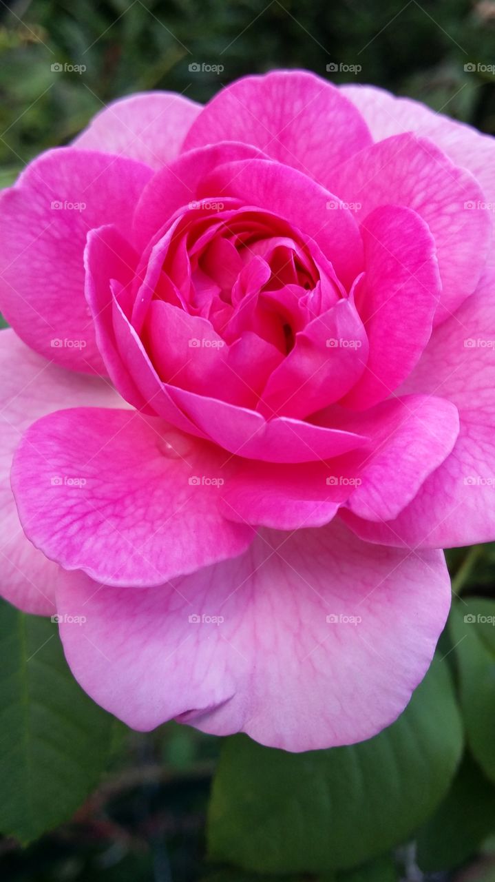 Adult Rose1