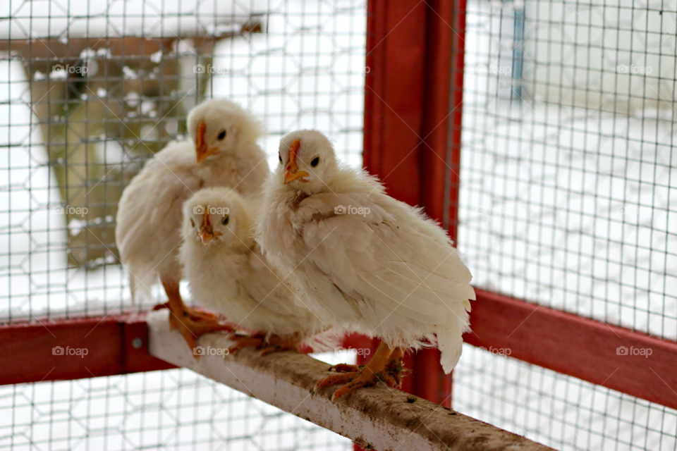 Winter Chicks