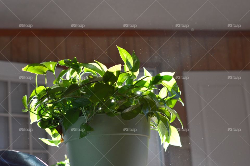 House plants 