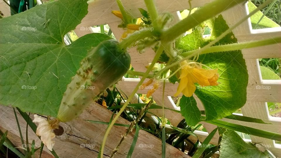 Growing Some Cucumbers