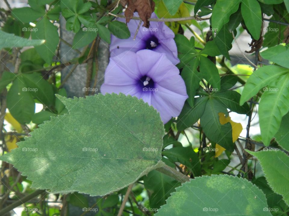 Ipomoea nil