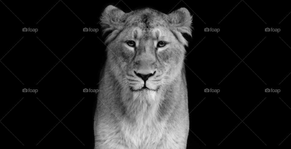 A profile photo in black and white of a majestic lioness taken at the London zoo. 