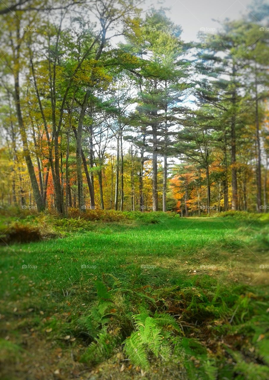 Autumn meadow