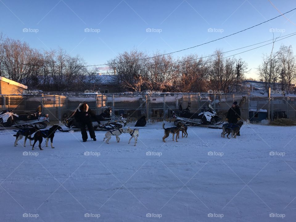 Dog sledding 