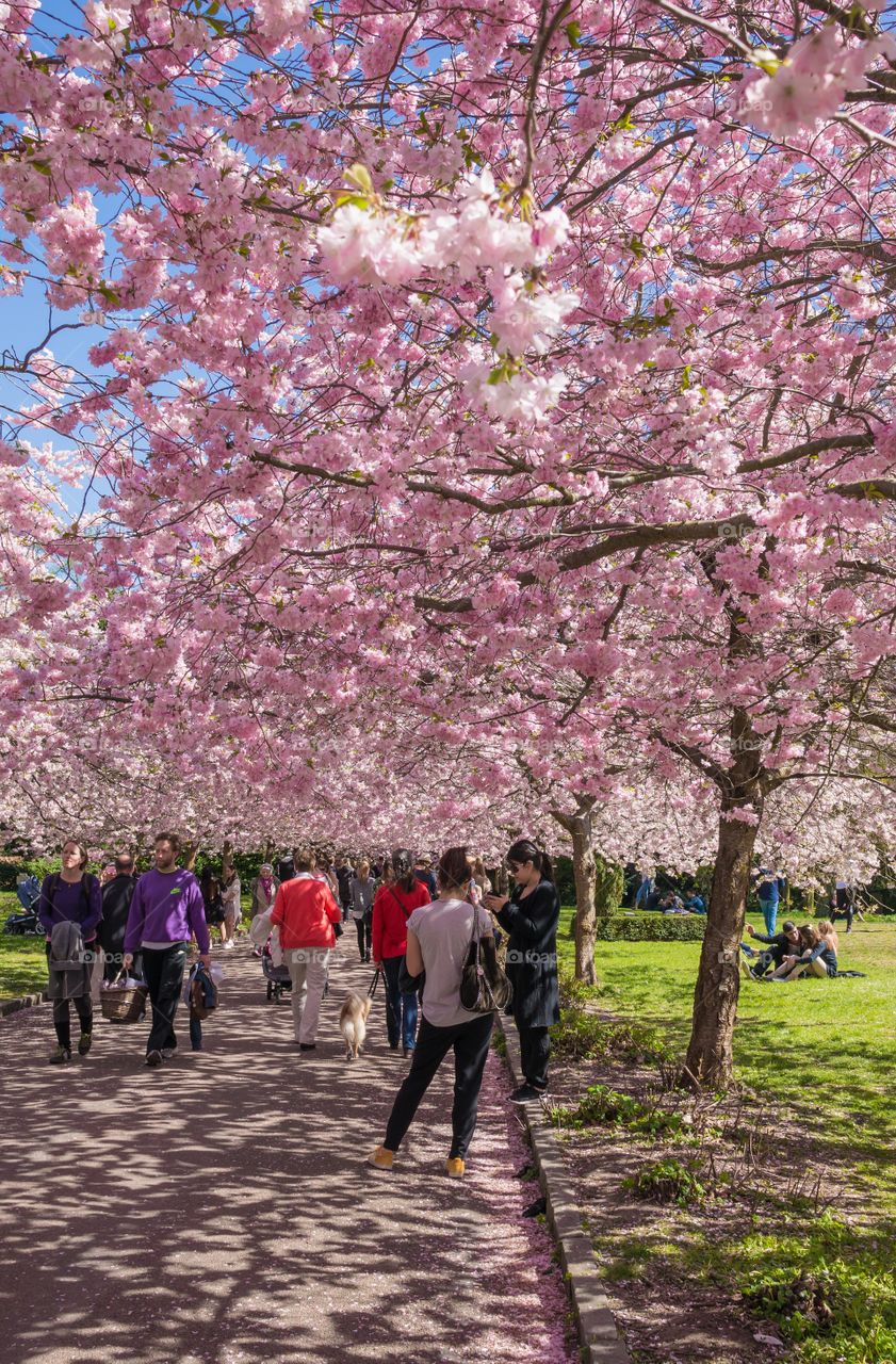 Pink park 