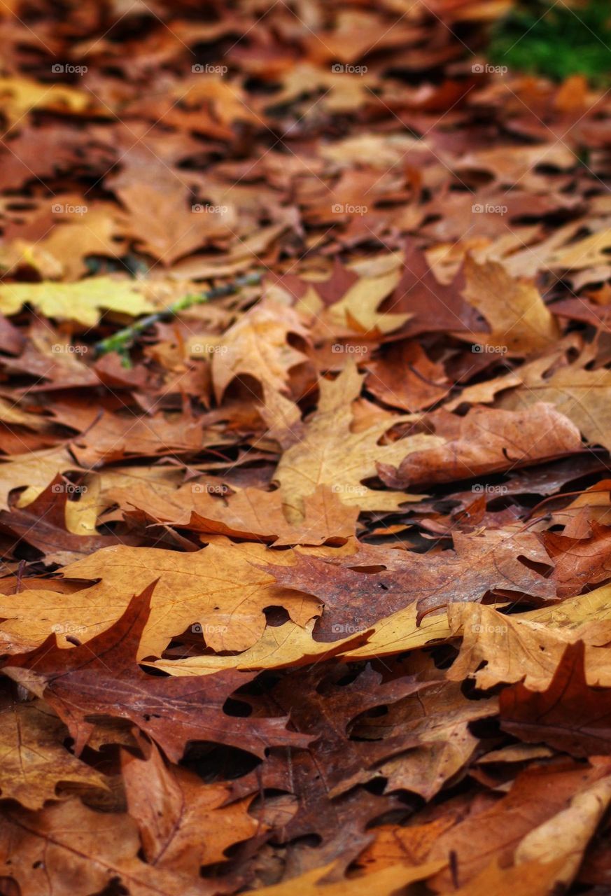 Fall leaves