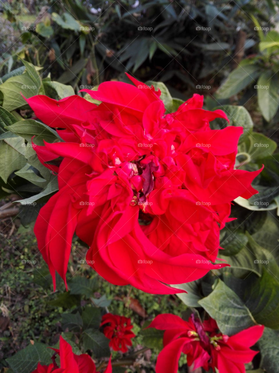 Poinsettia, Christmas flower, Himalayan flower