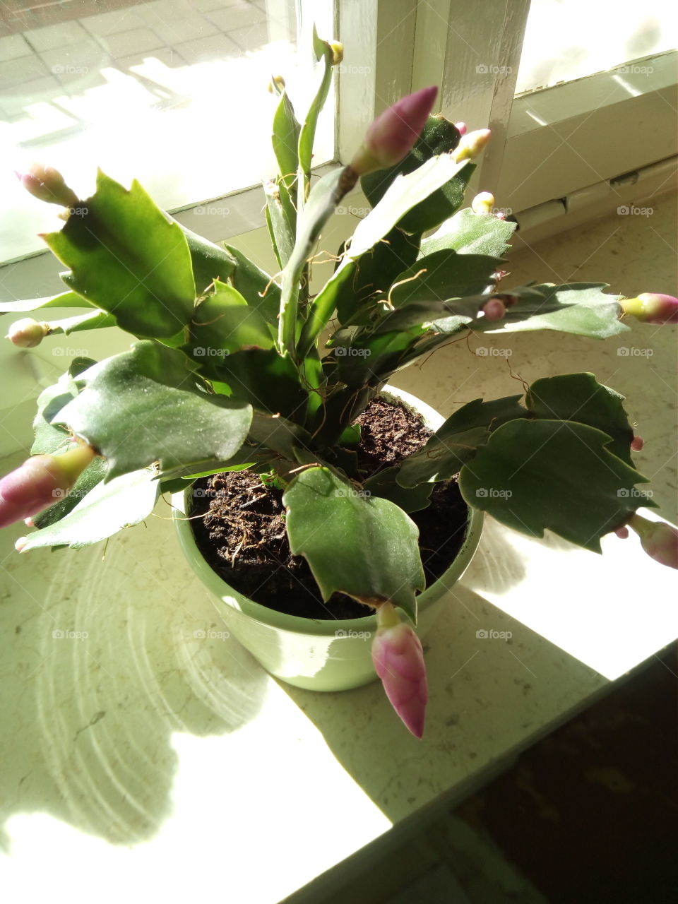 Sonne in Schwarzwald