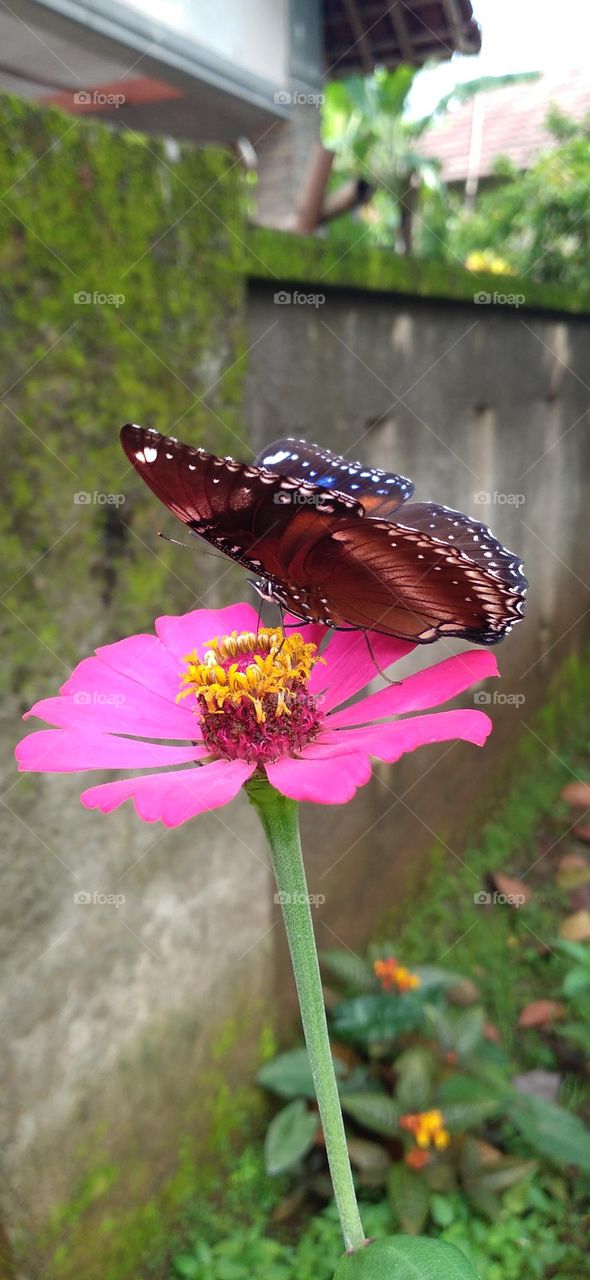 Beautiful butterfly with beautiful color perched on flower