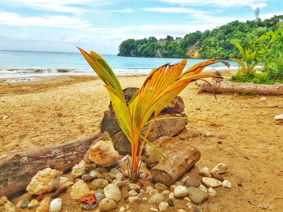 Young Coconut Tree Growing at the Beach