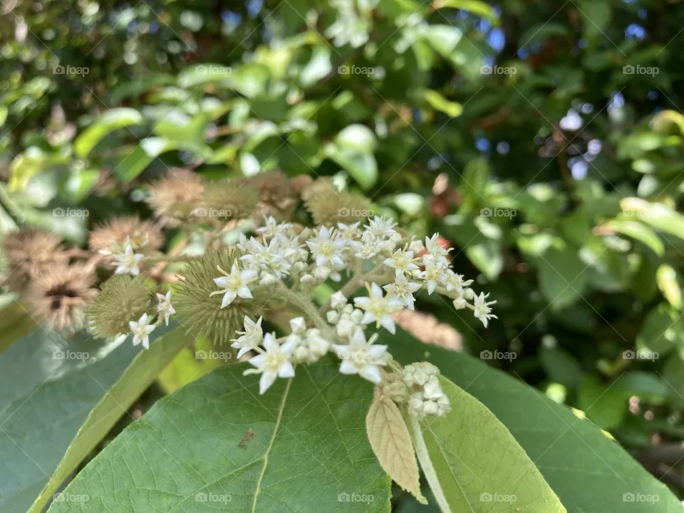 Small flowers