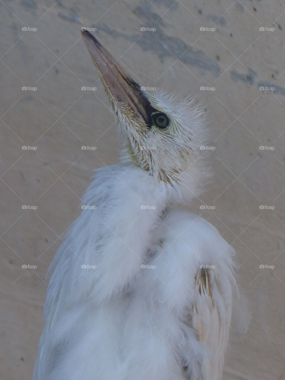 Chick looking up to nest